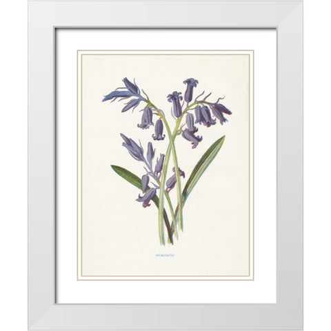 Hyacinth White Modern Wood Framed Art Print with Double Matting by Babbitt, Gwendolyn