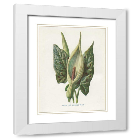 Green Arum White Modern Wood Framed Art Print with Double Matting by Babbitt, Gwendolyn