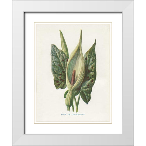 Green Arum White Modern Wood Framed Art Print with Double Matting by Babbitt, Gwendolyn