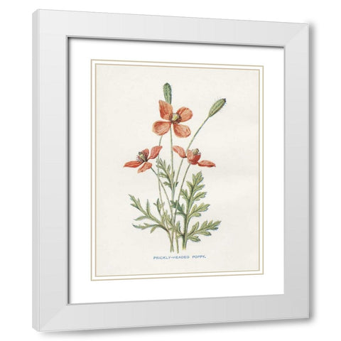 Prickly Headed Poppy White Modern Wood Framed Art Print with Double Matting by Babbitt, Gwendolyn