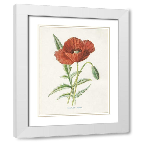 Scarlet Poppy White Modern Wood Framed Art Print with Double Matting by Babbitt, Gwendolyn