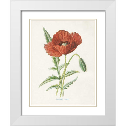 Scarlet Poppy White Modern Wood Framed Art Print with Double Matting by Babbitt, Gwendolyn