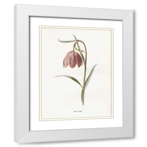 Fritillary White Modern Wood Framed Art Print with Double Matting by Babbitt, Gwendolyn