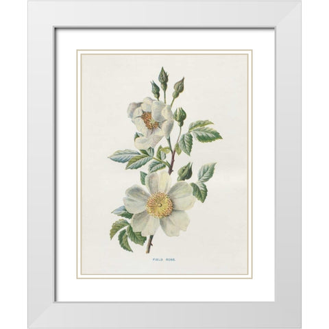 Field Rose White Modern Wood Framed Art Print with Double Matting by Babbitt, Gwendolyn