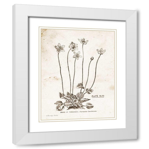 Flower Plate I White Modern Wood Framed Art Print with Double Matting by Babbitt, Gwendolyn