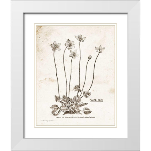 Flower Plate I White Modern Wood Framed Art Print with Double Matting by Babbitt, Gwendolyn