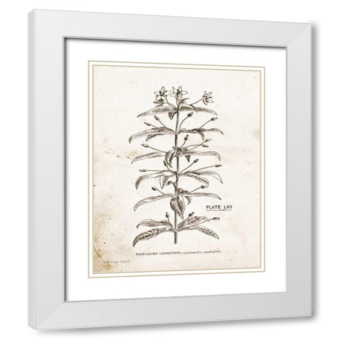 Flower Plate II White Modern Wood Framed Art Print with Double Matting by Babbitt, Gwendolyn