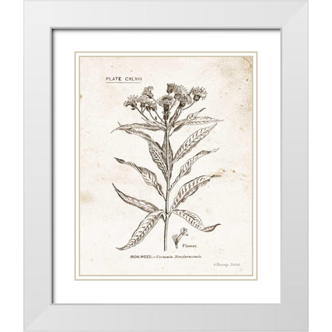 Flower Plate III White Modern Wood Framed Art Print with Double Matting by Babbitt, Gwendolyn