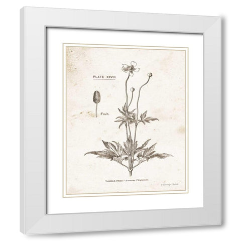 Flower Plate IV White Modern Wood Framed Art Print with Double Matting by Babbitt, Gwendolyn