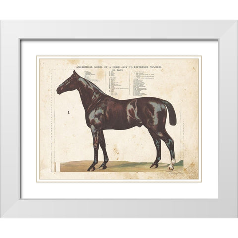 Anatomical Model Horse White Modern Wood Framed Art Print with Double Matting by Babbitt, Gwendolyn