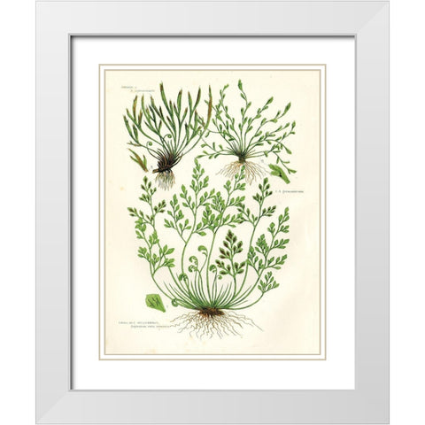 Fern III White Modern Wood Framed Art Print with Double Matting by Babbitt, Gwendolyn