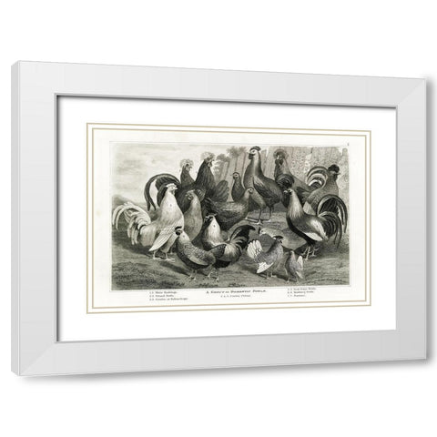 1800s Chicken Chart White Modern Wood Framed Art Print with Double Matting by Babbitt, Gwendolyn