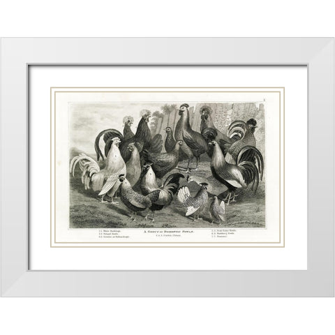 1800s Chicken Chart White Modern Wood Framed Art Print with Double Matting by Babbitt, Gwendolyn