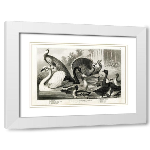 1800s Poultry Chart White Modern Wood Framed Art Print with Double Matting by Babbitt, Gwendolyn