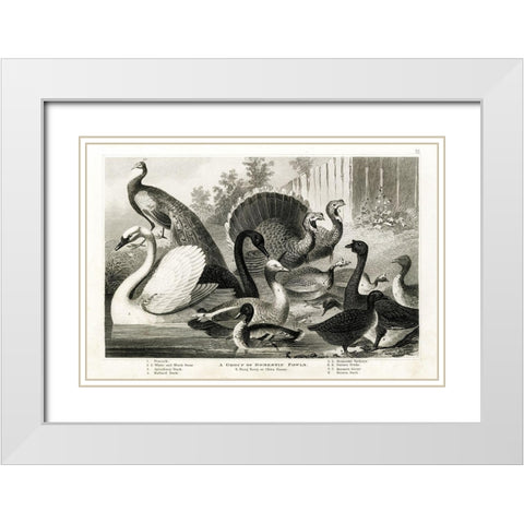 1800s Poultry Chart White Modern Wood Framed Art Print with Double Matting by Babbitt, Gwendolyn