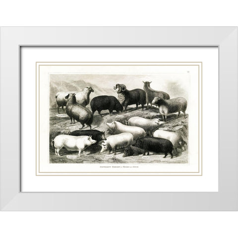 1800s Sheep and Pig Chart White Modern Wood Framed Art Print with Double Matting by Babbitt, Gwendolyn