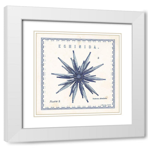 Sea Urchin II White Modern Wood Framed Art Print with Double Matting by Babbitt, Gwendolyn