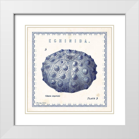 Sea Urchin III White Modern Wood Framed Art Print with Double Matting by Babbitt, Gwendolyn