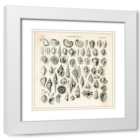 Shell Chart I White Modern Wood Framed Art Print with Double Matting by Babbitt, Gwendolyn