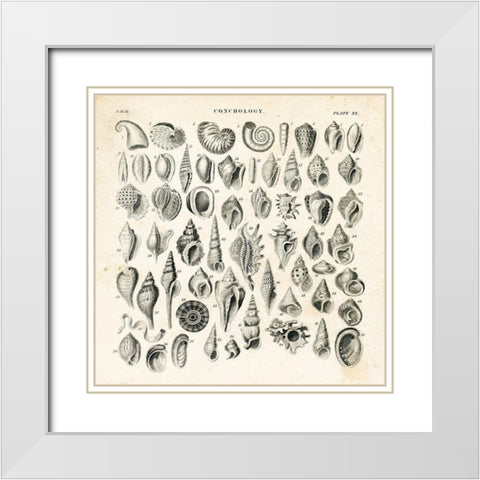 Shell Chart I White Modern Wood Framed Art Print with Double Matting by Babbitt, Gwendolyn