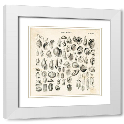 Shell Chart II White Modern Wood Framed Art Print with Double Matting by Babbitt, Gwendolyn