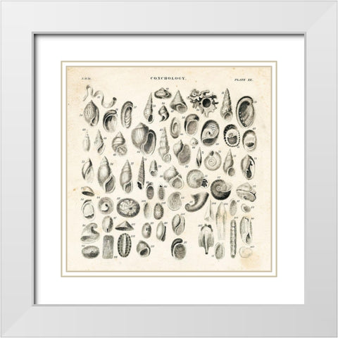 Shell Chart II White Modern Wood Framed Art Print with Double Matting by Babbitt, Gwendolyn