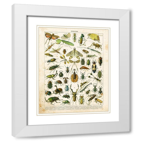 Bug Chart I White Modern Wood Framed Art Print with Double Matting by Babbitt, Gwendolyn