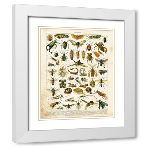 Bug Chart II White Modern Wood Framed Art Print with Double Matting by Babbitt, Gwendolyn