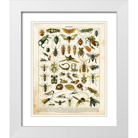 Bug Chart II White Modern Wood Framed Art Print with Double Matting by Babbitt, Gwendolyn