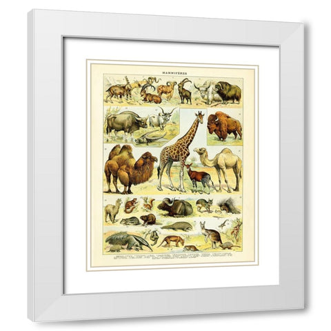 Animal Chart I White Modern Wood Framed Art Print with Double Matting by Babbitt, Gwendolyn