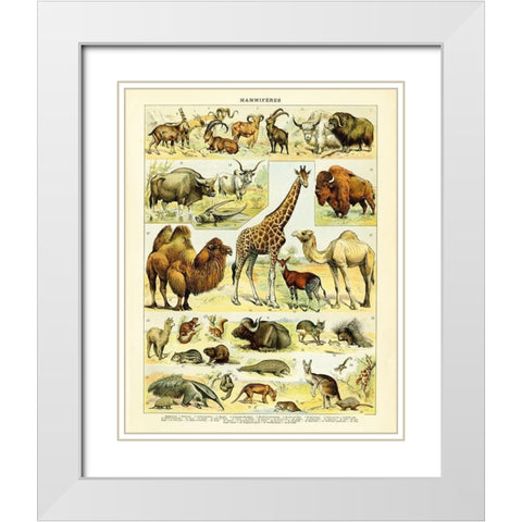 Animal Chart I White Modern Wood Framed Art Print with Double Matting by Babbitt, Gwendolyn