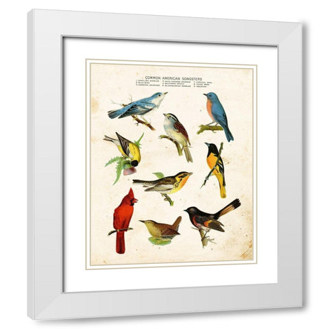 Bird Chart II White Modern Wood Framed Art Print with Double Matting by Babbitt, Gwendolyn