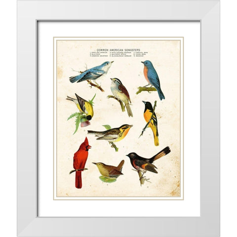 Bird Chart II White Modern Wood Framed Art Print with Double Matting by Babbitt, Gwendolyn