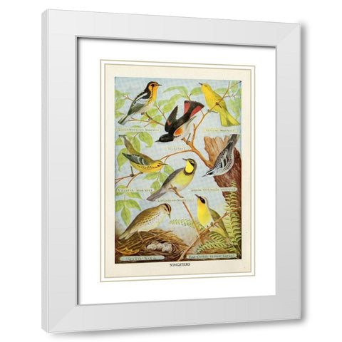 Bird Chart III White Modern Wood Framed Art Print with Double Matting by Babbitt, Gwendolyn