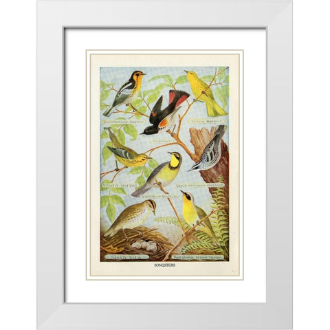 Bird Chart III White Modern Wood Framed Art Print with Double Matting by Babbitt, Gwendolyn