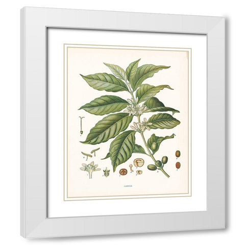 Coffee Botanical White Modern Wood Framed Art Print with Double Matting by Babbitt, Gwendolyn