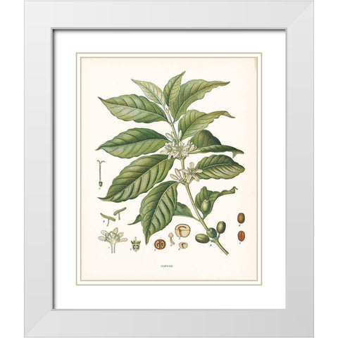 Coffee Botanical White Modern Wood Framed Art Print with Double Matting by Babbitt, Gwendolyn