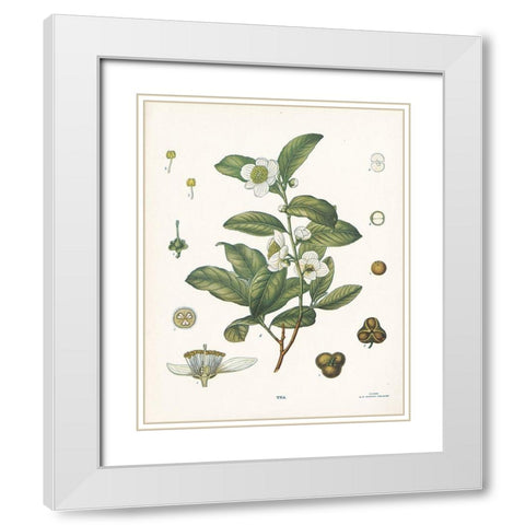 Tea Botanical White Modern Wood Framed Art Print with Double Matting by Babbitt, Gwendolyn