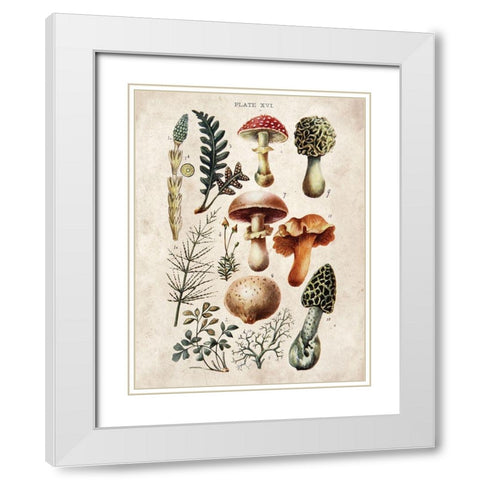 Mushroom Chart I White Modern Wood Framed Art Print with Double Matting by Babbitt, Gwendolyn