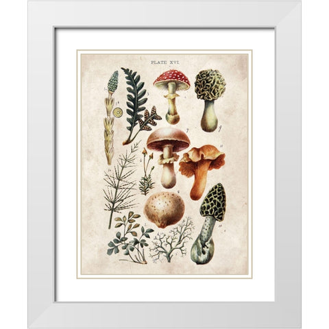 Mushroom Chart I White Modern Wood Framed Art Print with Double Matting by Babbitt, Gwendolyn