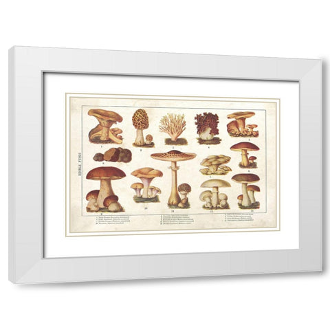 Mushroom Chart II White Modern Wood Framed Art Print with Double Matting by Babbitt, Gwendolyn