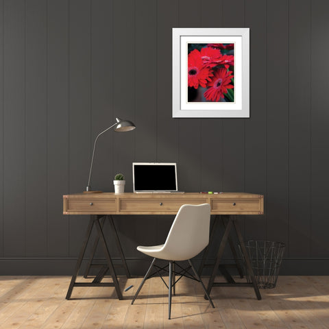 Red Gerbera Daisies I White Modern Wood Framed Art Print with Double Matting by Berzel, Erin