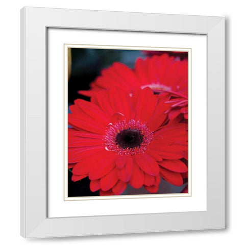 Red Gerbera Daisies II White Modern Wood Framed Art Print with Double Matting by Berzel, Erin