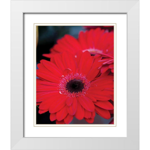 Red Gerbera Daisies II White Modern Wood Framed Art Print with Double Matting by Berzel, Erin
