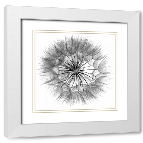 Goats Beard IV White Modern Wood Framed Art Print with Double Matting by Christensen, Jim