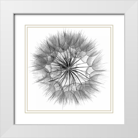 Goats Beard IV White Modern Wood Framed Art Print with Double Matting by Christensen, Jim