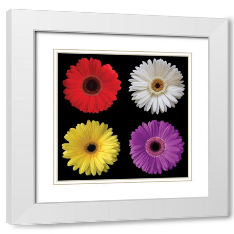 Gerbera Group II White Modern Wood Framed Art Print with Double Matting by Christensen, Jim