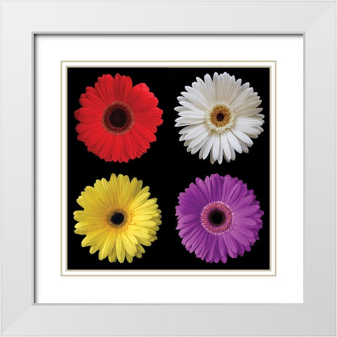 Gerbera Group II White Modern Wood Framed Art Print with Double Matting by Christensen, Jim