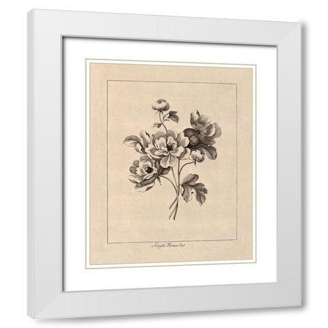 Vintage Ranunculus White Modern Wood Framed Art Print with Double Matting by Harbick, N.