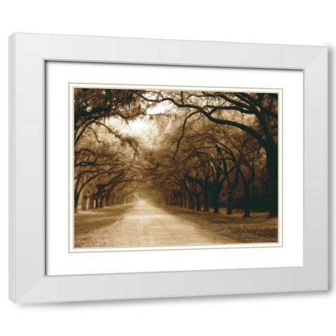 Savannah Oaks I White Modern Wood Framed Art Print with Double Matting by Hausenflock, Alan